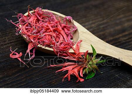 Indian nettle, dried petals in wooden ladle ( Monarda hybrid) View Large Photo Image Stock Photo - Indian nettle, dried petals in wooden ladle ( Monarda hybrid). Fotosearch