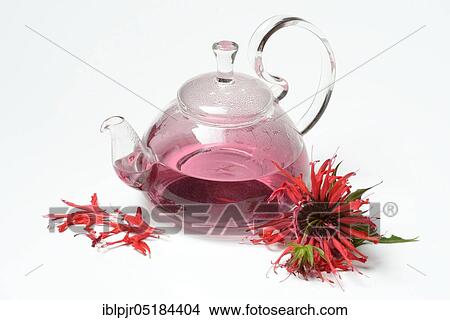 Picture - Indian nettle, Indian nettle tea, teapot and flowers, golden melissa tea ( Monarda hybrid). Fotosearch