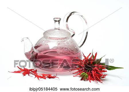 Indian nettle, Indian nettle tea, teapot and flowers, golden melissa tea ( Monarda hybrid) View Large Photo Image Stock Photography - Indian nettle, Indian nettle tea, teapot and flowers, golden melissa tea ( Monarda hybrid). Fotosearch