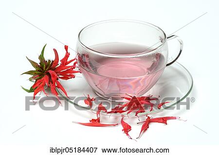 Indian nettle, Indian nettle tea, tea cup and flowers, golden melissa tea ( Monarda hybrid) View Large Photo Image Stock Photo - Indian nettle, Indian nettle tea, tea cup and flowers, golden melissa tea ( Monarda hybrid). Fotosearch