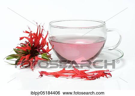 Indian nettle, Indian nettle tea, tea cup and flowers, golden melissa tea ( Monarda hybrid) View Large Photo Image Stock Photograph - Indian nettle, Indian nettle tea, tea cup and flowers, golden melissa tea ( Monarda hybrid). Fotosearch