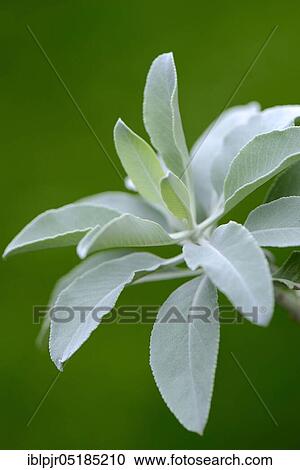 Stock Image - Indian smoking sage ( Salvia apiana). Fotosearch