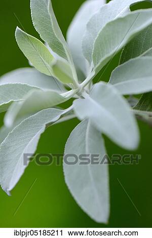 Indian smoking sage ( Salvia apiana) View Large Photo Image Stock Image - Indian smoking sage ( Salvia apiana). Fotosearch
