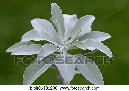 Indian smoking sage ( Salvia apiana) View Large Photo Image Stock Photo - Indian smoking sage ( Salvia apiana). Fotosearch