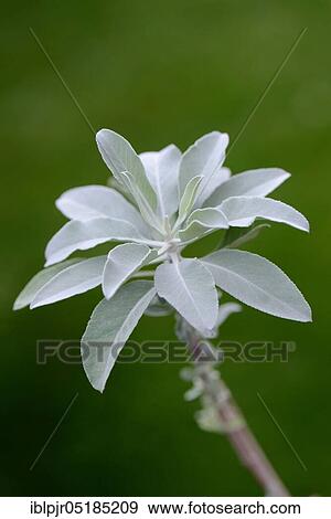 Indian smoking sage ( Salvia apiana) View Large Photo Image Stock Photo - Indian smoking sage ( Salvia apiana). Fotosearch