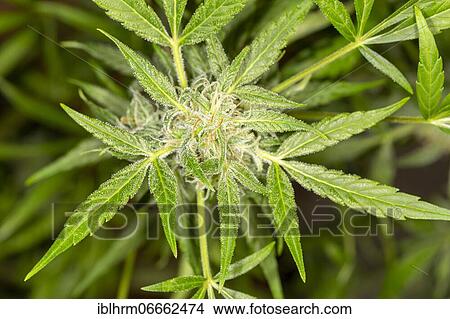 Picture - Inflorescence of a hemp plant (Cannabis sativa). Fotosearch