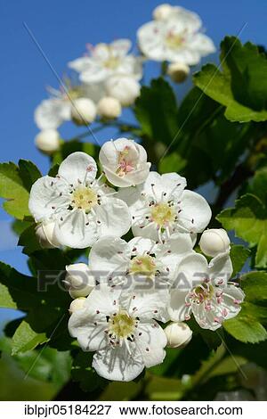 Interfering (Crataegus monogyna) hawthorn View Large Photo Image Stock Photo - Interfering (Crataegus monogyna) hawthorn. Fotosearch