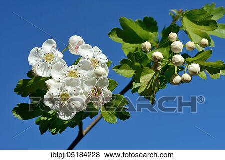 Interfering (Crataegus monogyna) hawthorn View Large Photo Image Stock Photo - Interfering (Crataegus monogyna) hawthorn. Fotosearch