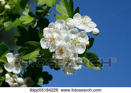 Stock Photograph - Interfering (Crataegus monogyna) hawthorn. Fotosearch