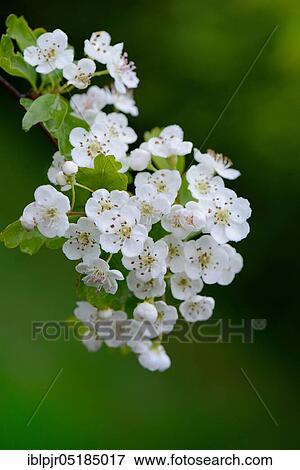 Interlocking hawthorn ( Crateagus monogyna) View Large Photo Image Stock Photo - Interlocking hawthorn ( Crateagus monogyna). Fotosearch