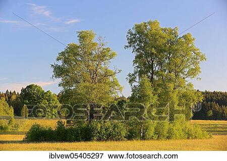 Irndorfer Hardt, Heuberg, Upper Danube nature park Park, Baden-Württemberg, Germany, Europe View Large Photo Image Stock Photo - Irndorfer Hardt, Heuberg, Upper Danube nature park Park, Baden-Württemberg, Germany, Europe. Fotosearch