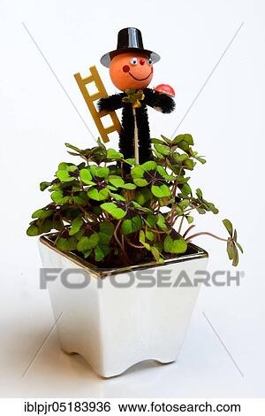 Iron cross Lucky Clover (Oxalis tetraphylla), Lucky Clover in flowerpot with decoration, Chimney sweep View Large Photo Image Stock Photograph - Iron cross Lucky Clover (Oxalis tetraphylla), Lucky Clover in flowerpot with decoration, Chimney sweep. Fotosearch