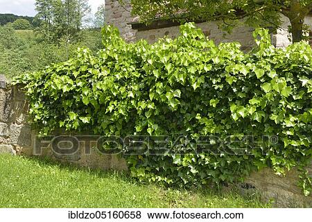 Ivy (Hedera helix) View Large Photo Image Stock Photo - Ivy (Hedera helix). Fotosearch