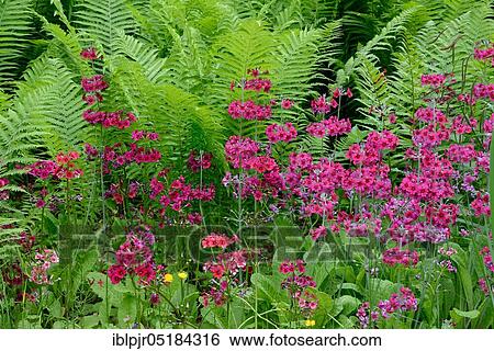 Japanese floor primrose (Primula japonica) View Large Photo Image Stock Photograph - Japanese floor primrose (Primula japonica). Fotosearch