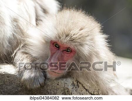 Stock Image - Japanese Macaque (Macaca fuscata), Snow Monkey Park, Jigokudani, Yamanouchi, Japan, Asia. Fotosearch