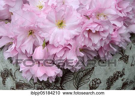 Japanese ornamentcherry (Prunus spec. ) in vase, cherry blossom View Large Photo Image Stock Image - Japanese ornamentcherry (Prunus spec. ) in vase, cherry blossom. Fotosearch