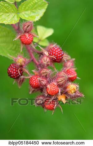 Japanese Wineberry ( Rubus phoenicolasius) View Large Photo Image Stock Image - Japanese Wineberry ( Rubus phoenicolasius). Fotosearch