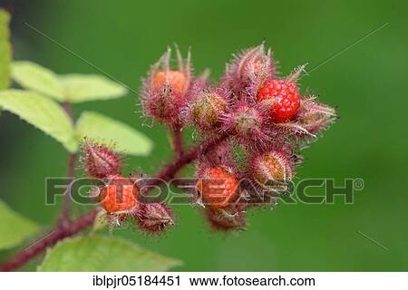 Japanese Wineberry ( Rubus phoenicolasius) View Large Photo Image Stock Image - Japanese Wineberry ( Rubus phoenicolasius). Fotosearch