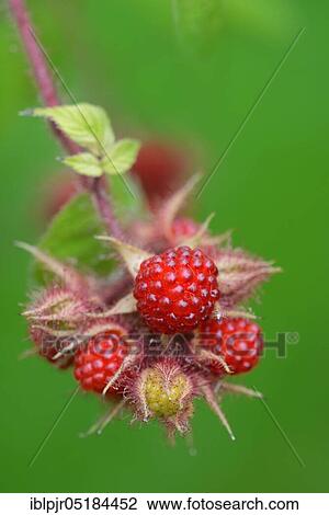 Japanese Wineberry ( Rubus phoenicolasius) View Large Photo Image Stock Image - Japanese Wineberry ( Rubus phoenicolasius). Fotosearch