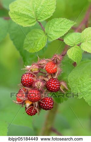 Japanese Wineberry ( Rubus phoenicolasius) View Large Photo Image Stock Photo - Japanese Wineberry ( Rubus phoenicolasius). Fotosearch