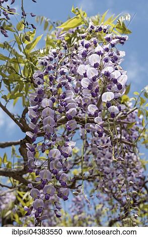 Japanese wisteria flowers (Wisteria floribunda), Kasuga Taisha Shrine, Nara, Japan, Asia View Large Photo Image Stock Image - Japanese wisteria flowers (Wisteria floribunda), Kasuga Taisha Shrine, Nara, Japan, Asia. Fotosearch