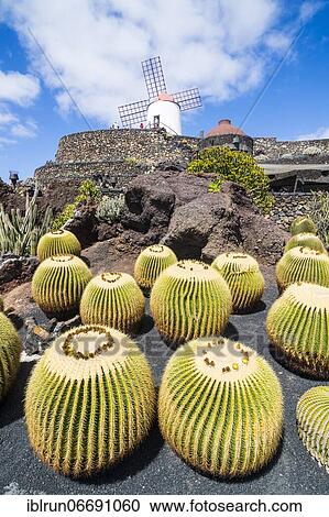 Jardín de Cactus, cactus garden Cesar Manrique, Lanzarote, Canary islands View Large Photo Image Stock Image - Jardín de Cactus, cactus garden Cesar Manrique, Lanzarote, Canary islands. Fotosearch