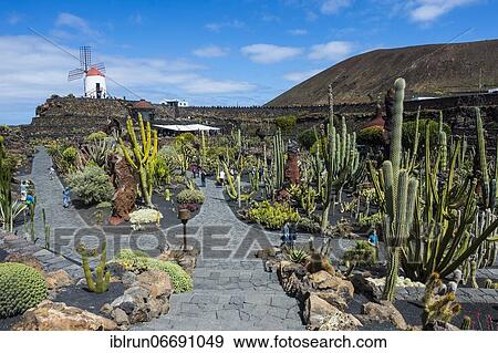 Stock Photo - Jardín de Cactus, cactus garden Cesar Manrique, Lanzarote, Canary islands. Fotosearch