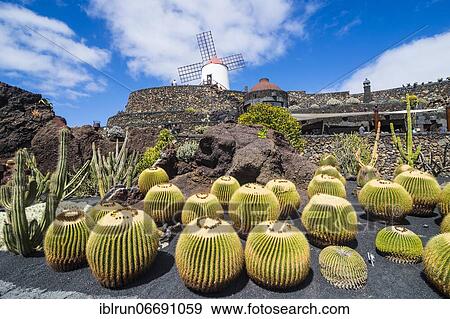 Jardín de Cactus, cactus garden Cesar Manrique, Lanzarote, Canary islands View Large Photo Image Stock Photo - Jardín de Cactus, cactus garden Cesar Manrique, Lanzarote, Canary islands. Fotosearch