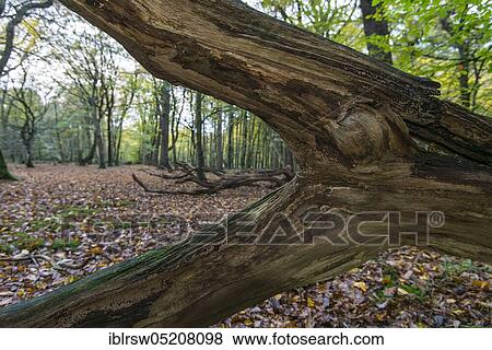 Jungle Baumweg, Ahlhorn, Lower Saxony, Germany, Europe View Large Photo Image Stock Photo - Jungle Baumweg, Ahlhorn, Lower Saxony, Germany, Europe. Fotosearch