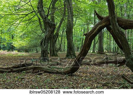 Jungle Baumweg, Ahlhorn, Lower Saxony, Germany, Europe View Large Photo Image Stock Photo - Jungle Baumweg, Ahlhorn, Lower Saxony, Germany, Europe. Fotosearch