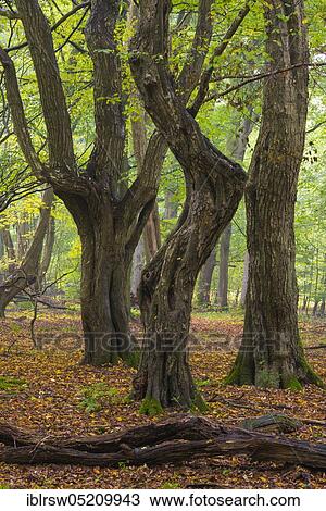 Jungle Baumweg, Oldenburger Münsterland, Lower Saxony, Germany, Europe View Large Photo Image Stock Image - Jungle Baumweg, Oldenburger Münsterland, Lower Saxony, Germany, Europe. Fotosearch