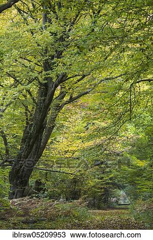 Jungle Baumweg, Oldenburger Münsterland, Lower Saxony, Germany, Europe View Large Photo Image Stock Image - Jungle Baumweg, Oldenburger Münsterland, Lower Saxony, Germany, Europe. Fotosearch