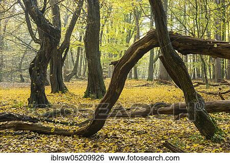 Jungle Baumweg, Oldenburger Münsterland, Lower Saxony, Germany, Europe View Large Photo Image Stock Photograph - Jungle Baumweg, Oldenburger Münsterland, Lower Saxony, Germany, Europe. Fotosearch