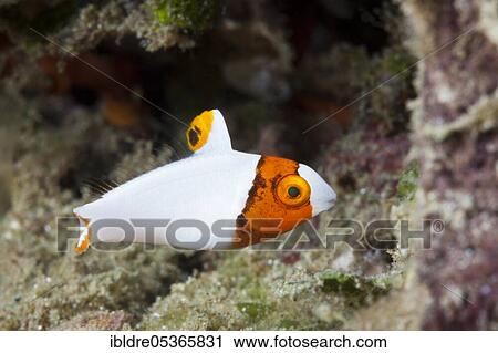 Stock Image - Juvenile bicolor parrotfish (Cetoscarus bicolor), Ambon, Moluccas, Indonesia, Asia. Fotosearch