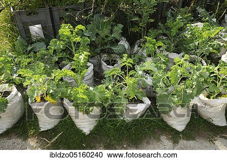 Stock Image - Kale planted in rice bags (Brassica oleracea acephala). Fotosearch
