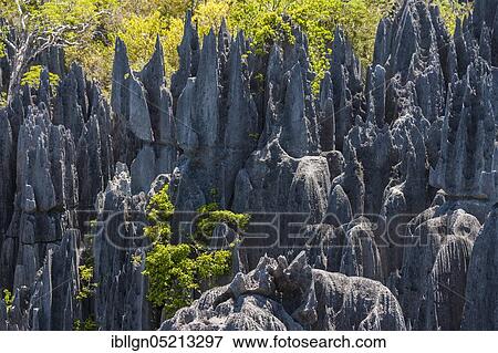 Karst landscape, Tsingy du Bemaraha National Park, Unesco World Heritage Site, Mahajanga, Madagascar, Africa View Large Photo Image Stock Photo - Karst landscape, Tsingy du Bemaraha National Park, Unesco World Heritage Site, Mahajanga, Madagascar, Africa. Fotosearch