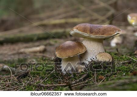 King bolete (Boletus edulis) boletus, Burgkwald, Thuringia, Germany, Europe View Large Photo Image Stock Photo - King bolete (Boletus edulis) boletus, Burgkwald, Thuringia, Germany, Europe. Fotosearch