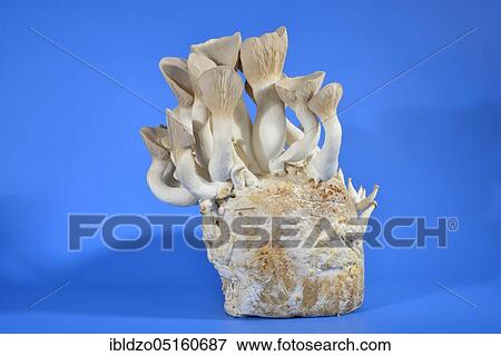King trumpet mushroom, French horn mushroom, king oyster mushroom, Boletus of the steppes (Pleurotus eryngii) View Large Photo Image Stock Photo - King trumpet mushroom, French horn mushroom, king oyster mushroom, Boletus of the steppes (Pleurotus eryngii). Fotosearch