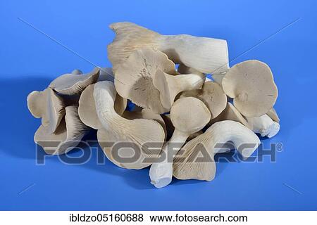 King trumpet mushroom, French horn mushroom, king oyster mushroom, Boletus of the steppes (Pleurotus eryngii) View Large Photo Image Stock Photo - King trumpet mushroom, French horn mushroom, king oyster mushroom, Boletus of the steppes (Pleurotus eryngii). Fotosearch