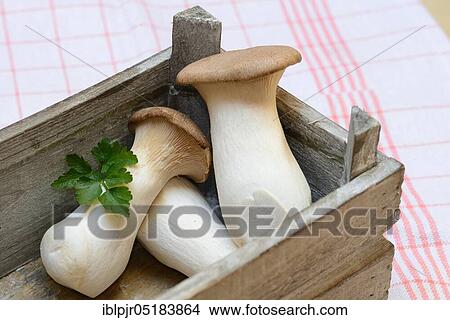 King trumpet mushroome (Pleurotus eryngii) in wooden box View Large Photo Image Picture - King trumpet mushroome (Pleurotus eryngii) in wooden box. Fotosearch