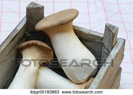 King trumpet mushroome (Pleurotus eryngii) in wooden box View Large Photo Image Stock Image - King trumpet mushroome (Pleurotus eryngii) in wooden box. Fotosearch
