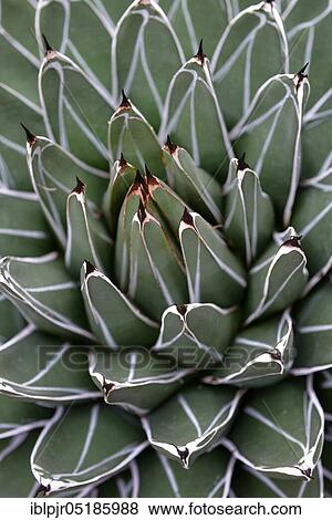 Stock Photo - King vic toriae-reginae, Mexico ( Agave). Fotosearch