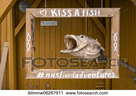 Kiss A Fish, sign with a dried fish, historic fishing village Nusfjord, Lofoten, Nordland, Norway, Europe View Large Photo Image Stock Image - Kiss A Fish, sign with a dried fish, historic fishing village Nusfjord, Lofoten, Nordland, Norway, Europe. Fotosearch