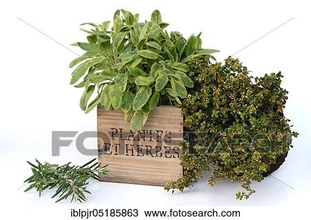 Kitchen herbs, colourful sage, variety Icterina, twig, Lemon thyme View Large Photo Image Stock Image - Kitchen herbs, colourful sage, variety Icterina, twig, Lemon thyme. Fotosearch