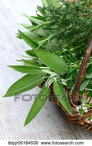 Stock Image - Kitchen herbs in basket, sage, rosemary, oregano, thyme. Fotosearch
