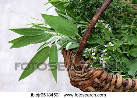 Kitchen herbs in basket, sage, rosemary, oregano, thyme View Large Photo Image Stock Image - Kitchen herbs in basket, sage, rosemary, oregano, thyme. Fotosearch