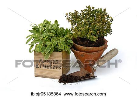 Kitchen herbs with garden shovel, colourful sage( Salvia officinalis), variety Icterina, Lemon thyme View Large Photo Image Picture - Kitchen herbs with garden shovel, colourful sage( Salvia officinalis), variety Icterina, Lemon thyme. Fotosearch