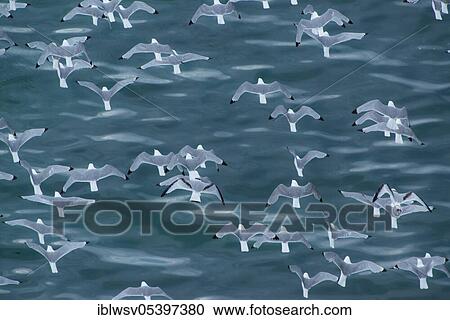 Kittiwakes (Rissa tridactyla), Varanger, Varangerfjord, Barents Sea, Arctic Ocean, Finnmark, Norway, Europe View Large Photo Image Stock Image - Kittiwakes (Rissa tridactyla), Varanger, Varangerfjord, Barents Sea, Arctic Ocean, Finnmark, Norway, Europe. Fotosearch