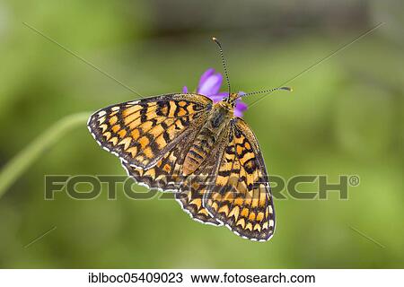 Knapweed fritillary (Melitaea phoebe), Istria, Croatia, Europe View Large Photo Image Stock Image - Knapweed fritillary (Melitaea phoebe), Istria, Croatia, Europe. Fotosearch
