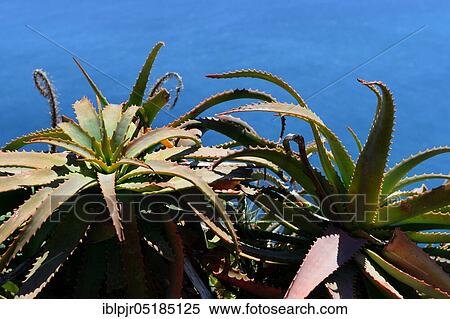 Krantz aloe ( Aloe arborescens) Madeira, Portugal, Europe View Large Photo Image Stock Photography - Krantz aloe ( Aloe arborescens) Madeira, Portugal, Europe. Fotosearch